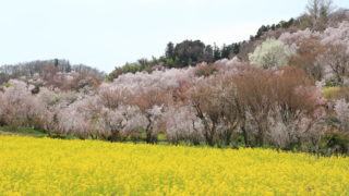 2025年4月8日(水)～9日(木)高湯温泉（玉子湯）の旅
